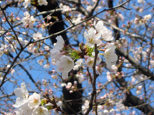 cherryblossom060325-4