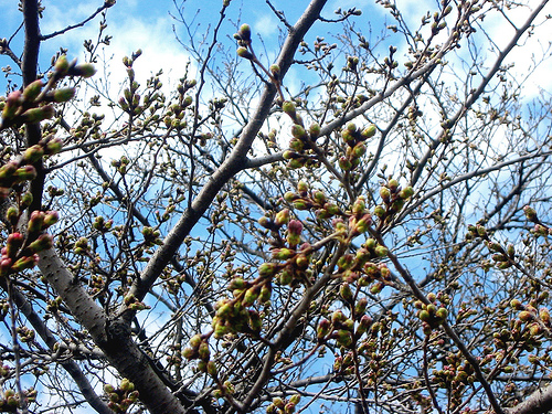 Bud_of_cherry_blossoms1