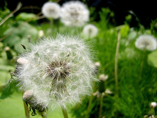 dandelion 3