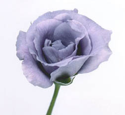 blueroses1 .jpg