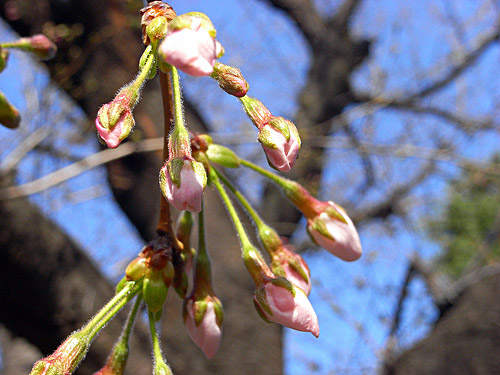 sakura090321.jpg